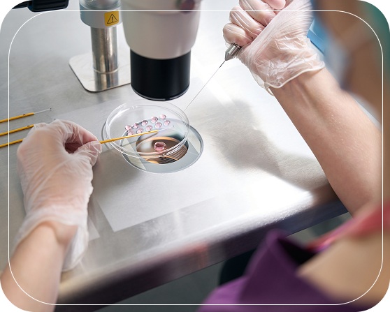 What is Blastocyst Transfer?